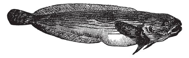 Escargot de mer trouvé dans les mers européennes, dessin à la ligne vintage ou illustration de gravure
. - Vecteur, image