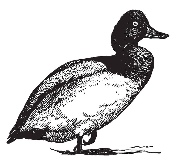 Scaup Duck est un visiteur hivernal aux États-Unis et en Europe du Sud, dessin à la ligne vintage ou illustration de gravure
. - Vecteur, image