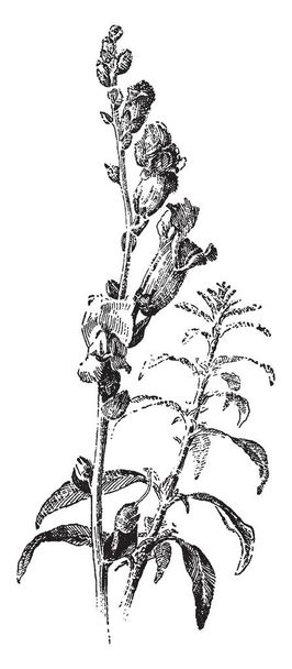 Una imagen muestra la planta de Antirrhinum Majus. Las flores son grandes y vienen en muchos colores que van del rojo al púrpura y al blanco. una especie de planta con flores perteneciente al género Antirrhinum, dibujo en línea vintage o ilustración de grabado
. - Vector, Imagen