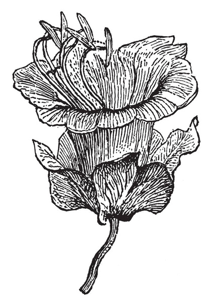 Una foto muestra a Cobaea Flower. La cobaya es la planta perenne floreciente. Flor son en forma de campana, que cambian de blanco a púrpura, dibujo de línea vintage o ilustración de grabado
. - Vector, Imagen