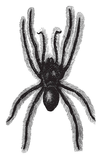 Mygale is the spiders with which we in temperate climates are most acquainted are of small size, vintage line drawing or engraving illustration. - Vektör, Görsel