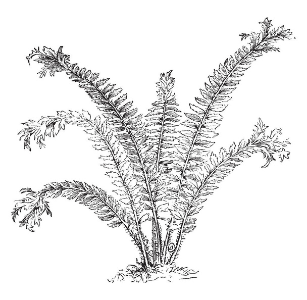 Kuva Aspidium Angulare Grandicepsistä. On yleisesti tunnettu pehmeä kilpi saniainen, tämä saniainen on laaja ja nippu pää, vintage linja piirustus tai kaiverrus kuva
. - Vektori, kuva