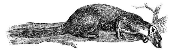 Куница Франция, винтажная завидная иллюстрация. Естественная история животных, 1880
 - Вектор,изображение