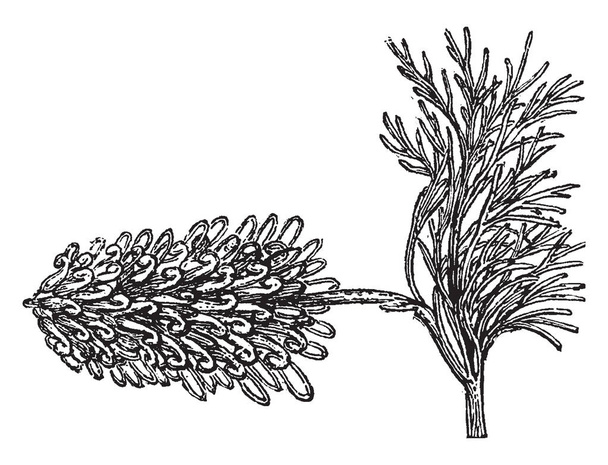 Spider-Net Grevillea is a tiny bush; its dark green leaves are divided into narrow segments, vintage line drawing or engraving illustration. - Vettoriali, immagini
