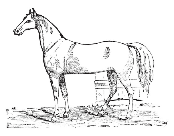 Esta ilustración representa Caballero Caballo de Carretera, dibujo de línea vintage o ilustración de grabado
. - Vector, Imagen