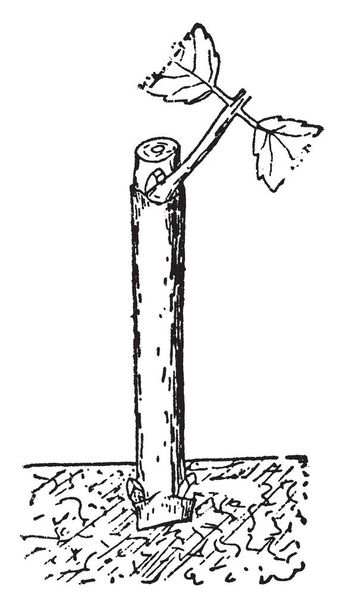 Esta ilustração representa o corte de Dahlia, que é um corte de madeira endurecida de dália, desenho de linha vintage ou gravura ilustração
. - Vetor, Imagem
