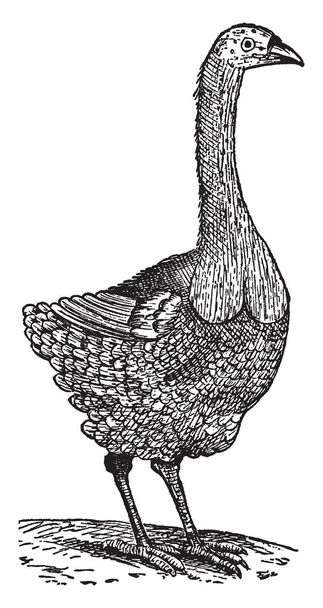 Pezophaps Solitarius je součástí rodiny dodo, vintage kreslení čar nebo gravírování obrázku. - Vektor, obrázek