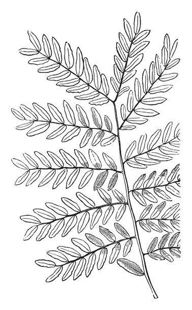 Honigheuschreckenblätter, Vintage-Linienzeichnung oder Gravierillustration. - Vektor, Bild