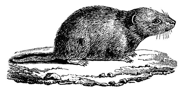 一般的なネズミは、ヴィンテージには、図が刻まれています。1880、動物の自然史 - ベクター画像