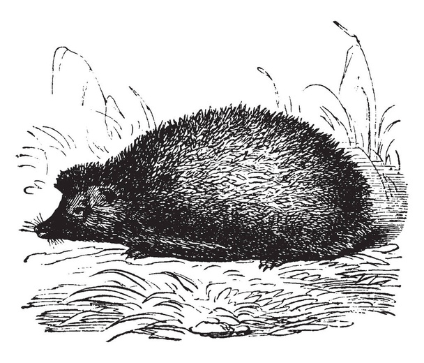Hedgehog é um dos mamíferos espinhosos da subfamília Erinaceinae, desenho de linha vintage ou gravura ilustração
. - Vetor, Imagem