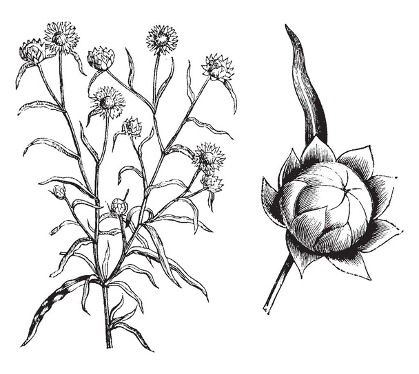 Kuvassa näkyy Habit ja irrallinen kukka pää Everlastings (Helichrysum Bracteatum Aureum). Se on kotoisin Pohjois-Afrikasta. Se on ikuinen kullankeltainen kukka päät, vintage linja piirustus tai kaiverrus kuva
. - Vektori, kuva