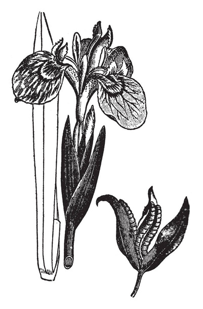 Imagen de la flor amarilla del iris. Su nombre proviene de la palabra griega rainbow. Está ampliamente plantado en regiones templadas, dibujo de línea vintage o ilustración de grabado
. - Vector, Imagen
