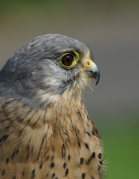 Kestrel Falco tinnunculus - Photo, Image