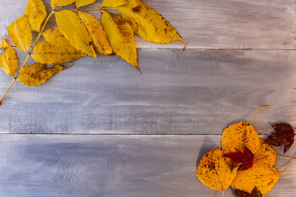 Le foglie autunnali rosse, gialle, arancioni, così come le bacche e i coni si trovano su assi di legno. Immagine di sfondo
. - Foto, immagini