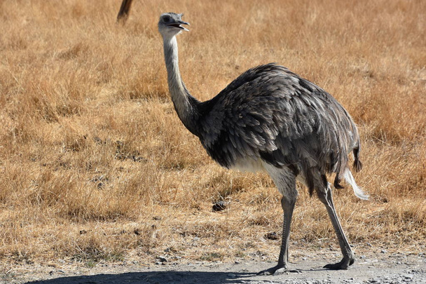 Emu in a Zoo - Valokuva, kuva