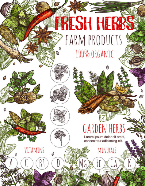 Herbs sketch poster with condiments and seasoning - Vector, Image