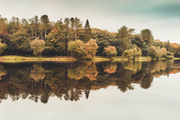 森の木が湖に反映 - 写真・画像