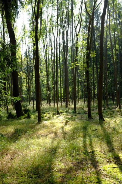Holz im Sommer mit grünen Blättern - Foto, Bild