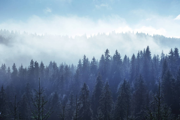 Trees in the fog and clouds Carpathians. Ukraine. Europe - Foto, Bild