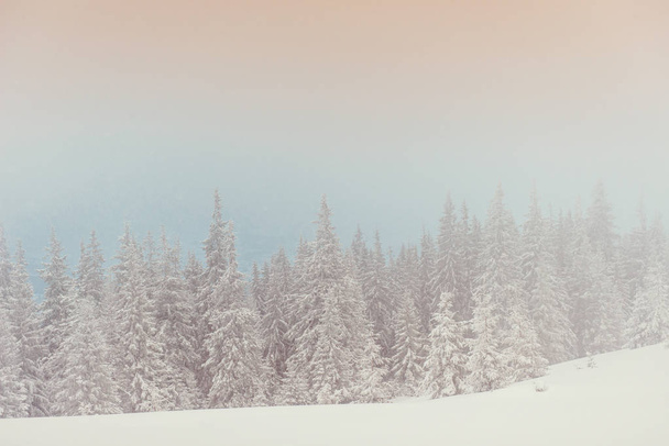 winter landscape trees in frost and fog. - Foto, Imagem