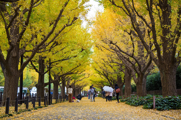 Гінкго вулиці авеню в Мейдзі галузь Gaien парк (Мейдзі-галузь-Gaien) є одним з найбільш відомих місць для її красиві Осіннє листя в Токіо, Японія (blossom кожен листопада) - Фото, зображення