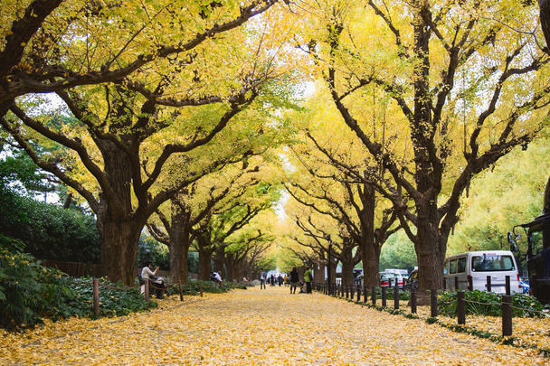 Гінкго вулиці авеню в Мейдзі галузь Gaien парк (Мейдзі-галузь-Gaien) є одним з найбільш відомих місць для її красиві Осіннє листя в Токіо, Японія (blossom кожен листопада) - Фото, зображення