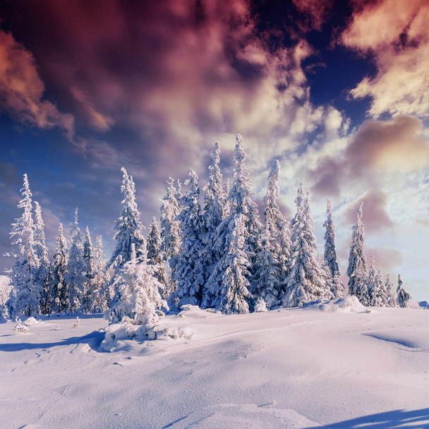 árbol cubierto de nieve mágico invierno. Puesta de sol en los Cárpatos. Ucrania, Europa
. - Foto, Imagen