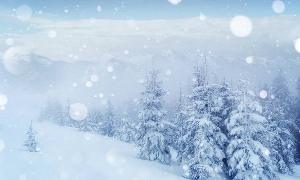 Mystérieux paysage hivernal montagnes majestueuses en hiver. Joli brouillard épais. Arbre magique couvert de neige en hiver. Des cartes photos. effet de lumière bokeh, filtre doux. Carpates. Ukraine. Europe
 - Photo, image