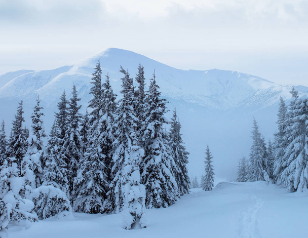Mysterious winter landscape majestic mountains in winter. Magical winter snow covered tree. Dramatic wintry scene. Carpathian. Ukraine. Europe - Foto, Imagen