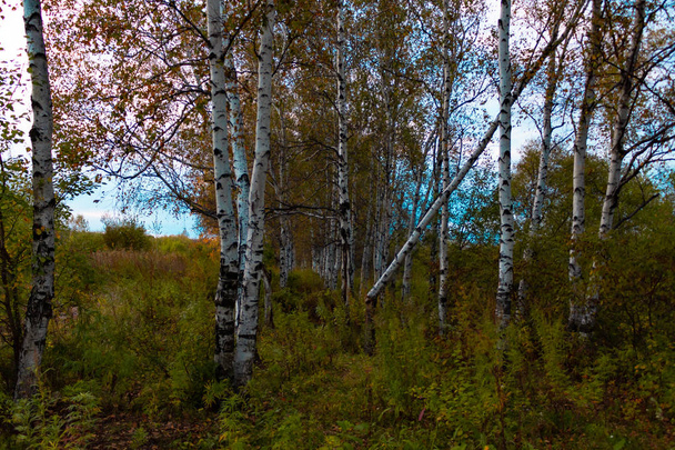 Um bosque de vidoeiro de outono entre grama laranja
 - Foto, Imagem