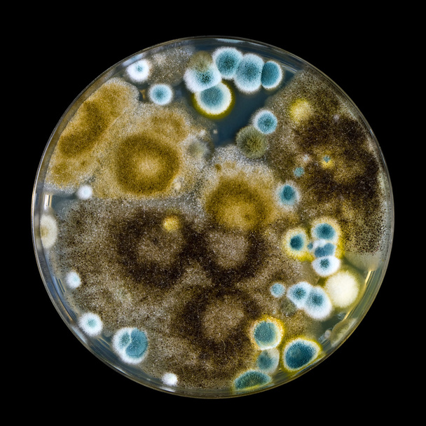 Petriego z formy na czarnym tle - Zdjęcie, obraz