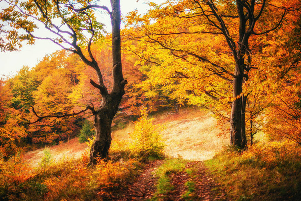 Erdei út az ősszel. Táj. Ukrajna Európa - Fotó, kép