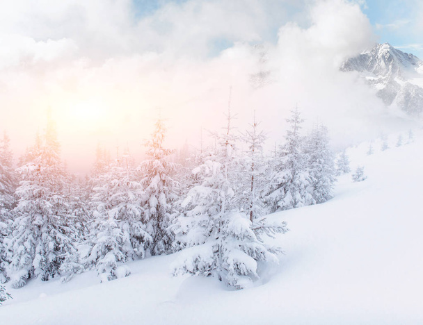 Mysterious winter landscape majestic mountains in winter. Magical winter snow covered tree. Dramatic wintry scene. Carpathian. Ukraine. Europe - Foto, Bild