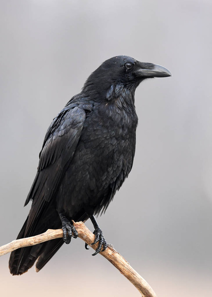 Vista de cerca del cuervo negro en hábitat natural
 - Foto, imagen