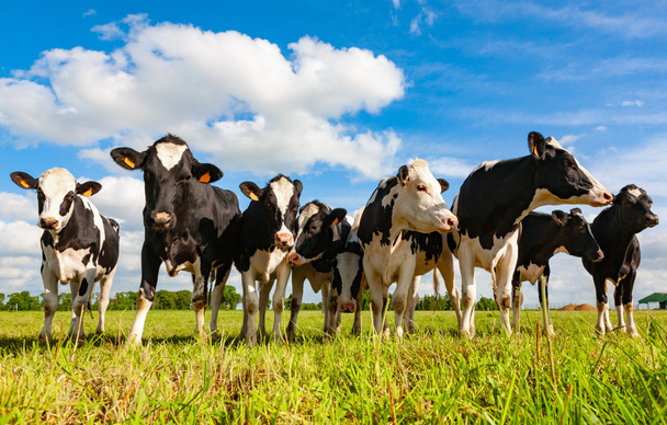 Holstein koeien in de wei op zoek - Foto, afbeelding