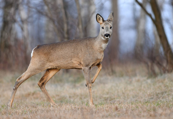 Curious roe deer in natural habitat - Photo, Image