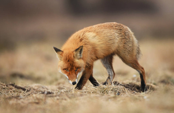 Close-up van fox in natuurlijke habitat - Foto, afbeelding