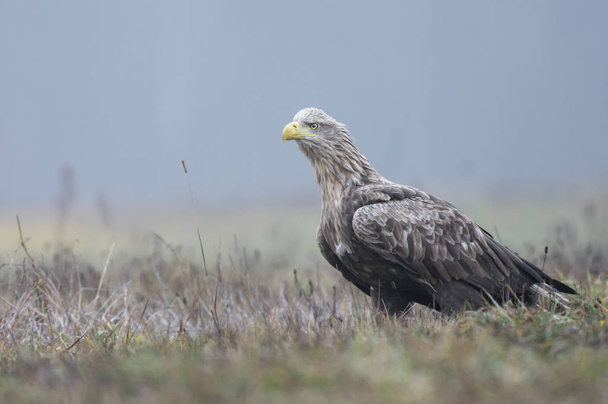 White tailed Eagle w naturalnym środowisku - Zdjęcie, obraz