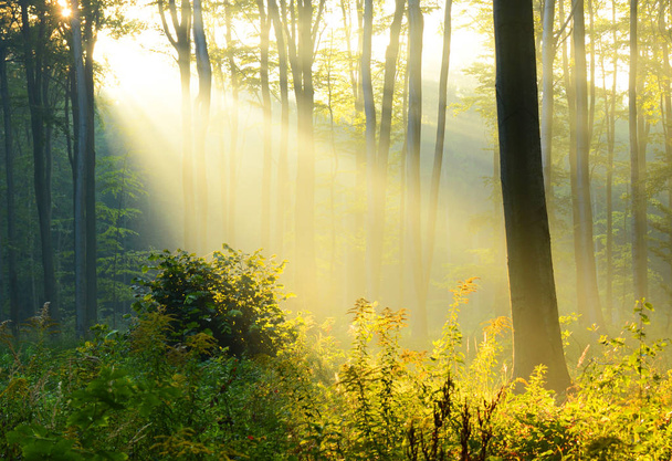 beautiful morning sunshine in summer forest - Photo, Image
