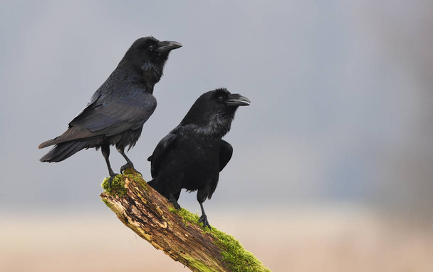 Raven (Corvus corax) on branch - Photo, Image