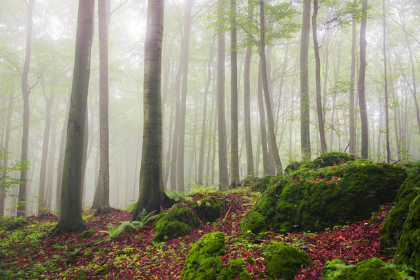 bella mattina in estate foresta nebbiosa
 - Foto, immagini