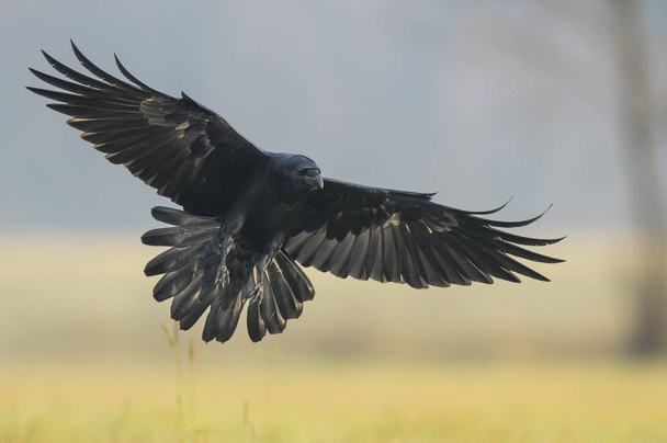 Vista de perto de Raven preto no habitat natural
 - Foto, Imagem