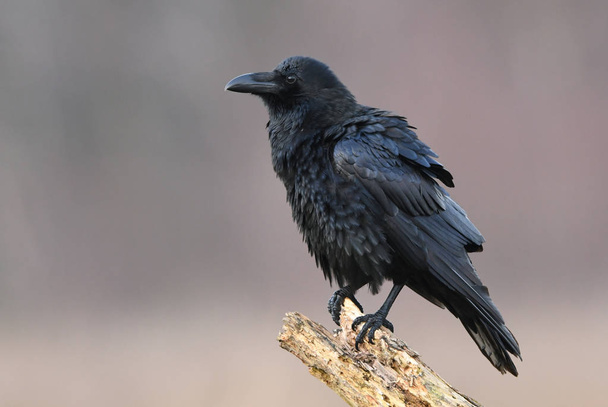 Закрыть вид на черного Равена в естественной среде обитания
 - Фото, изображение
