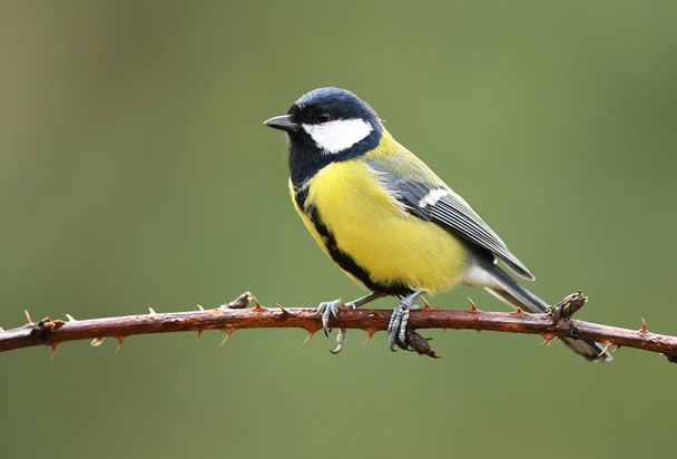 Close up view of Great tit  on branch - Photo, Image