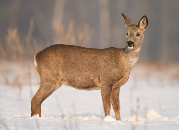 Curious roe deer in natural habitat - Photo, Image