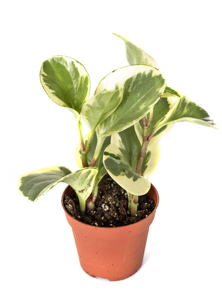 Peperomia obtusifolia doniczkowa roślina przed białym tle - Zdjęcie, obraz