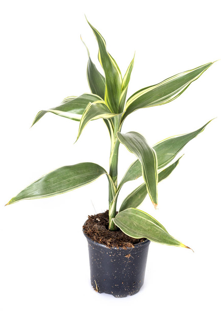 dracaena sanderania vaso planta na frente do fundo branco
 - Foto, Imagem