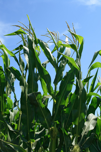 Plantes de maïs vert et ciel bleu
 - Photo, image