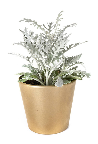 Jacobaea maritima pianta in vaso davanti a sfondo bianco
 - Foto, immagini