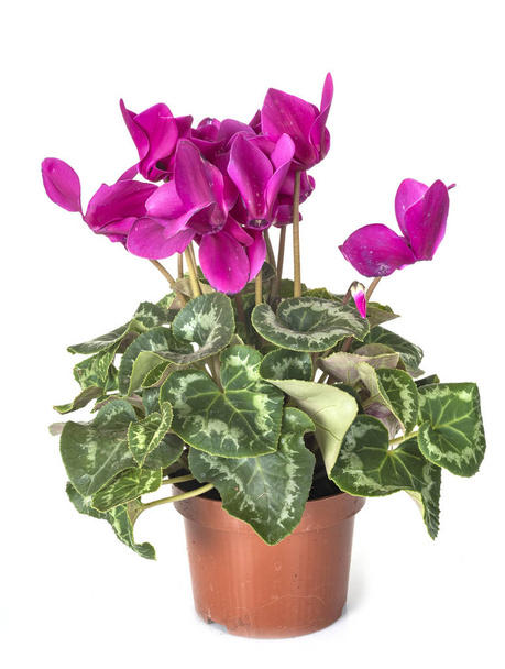 Cyclamen plant in front of white background - Photo, Image